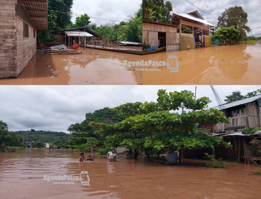 Pasco Huánuco Desborde rio Pachitea inunda sembríos calles y